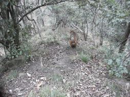 Image of Rhesus Monkey