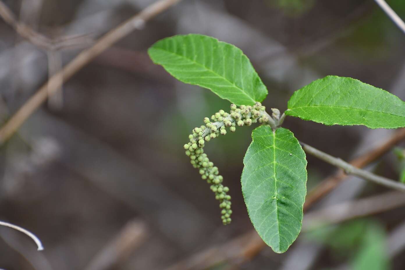 Imagem de Croton cortesianus Kunth