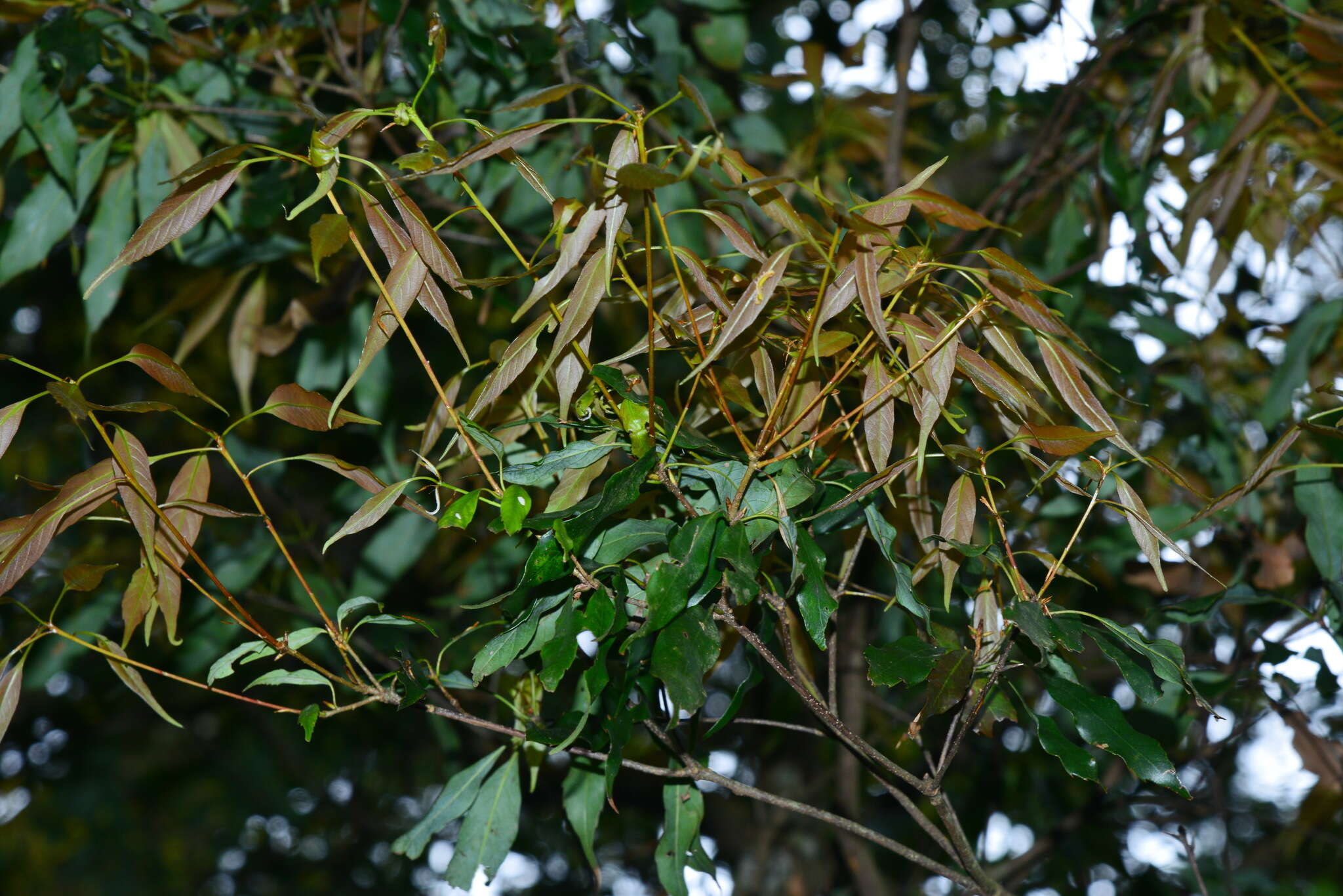 Image of Quercus longinux Hayata