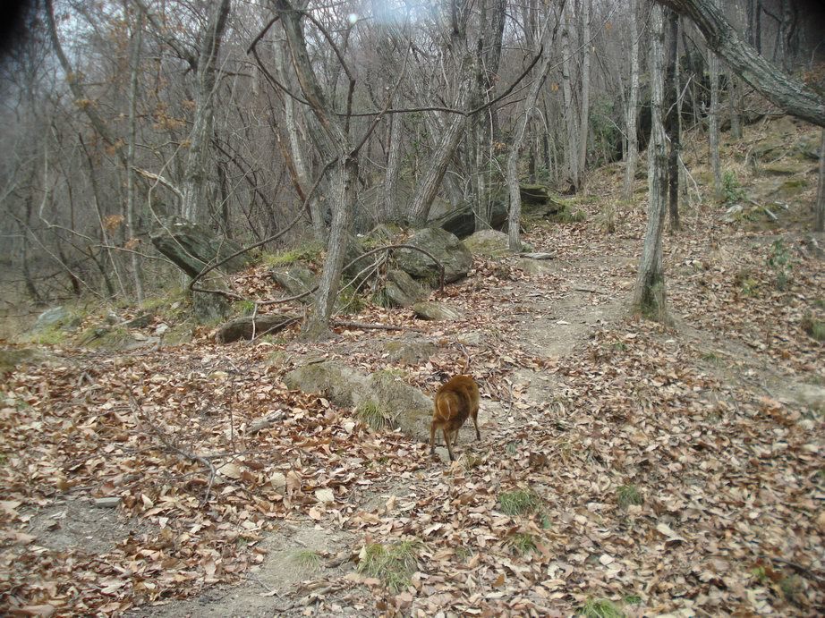 Image of Reeves' Muntjac