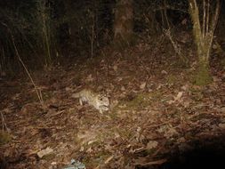 Image of Leopard Cat