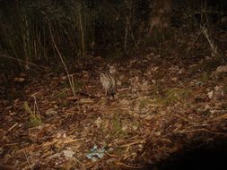 Слика од Prionailurus bengalensis (Kerr 1792)