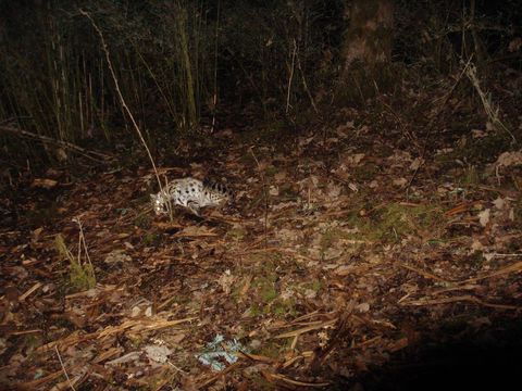 Image of Leopard Cat