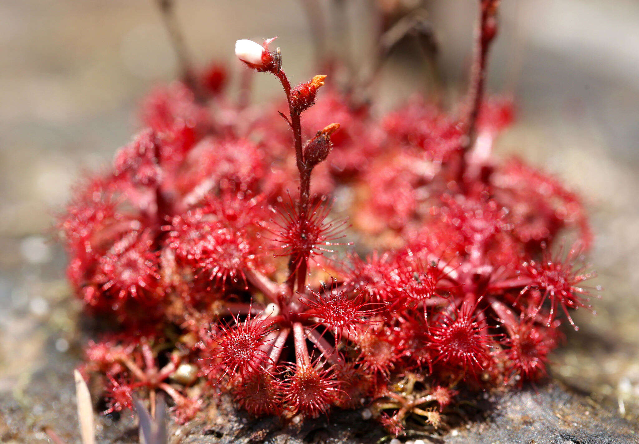 Image of Drosera kaieteurensis Brumm.-Ding.