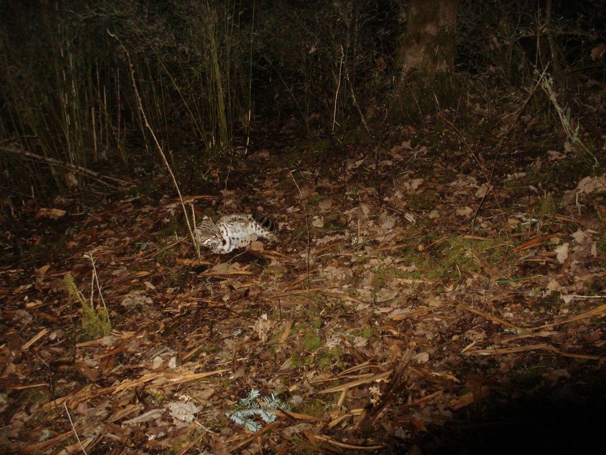 Image of Leopard Cat