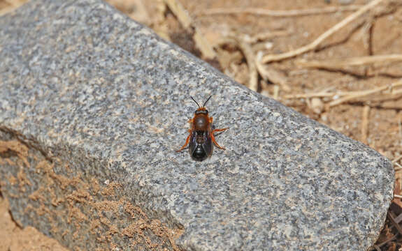 Image of Megachile sicula (Rossi 1792)