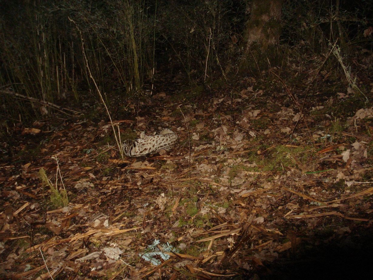 Image of Leopard Cat