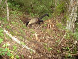 Image of Yellow-throated Marten