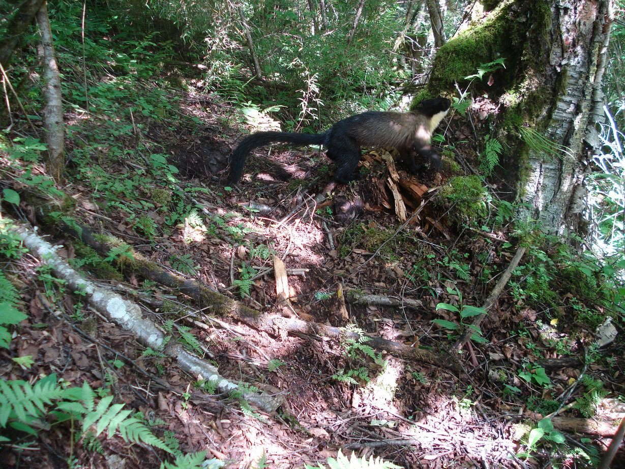 Image of Yellow-throated Marten