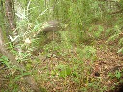 Image of Tufted Deer