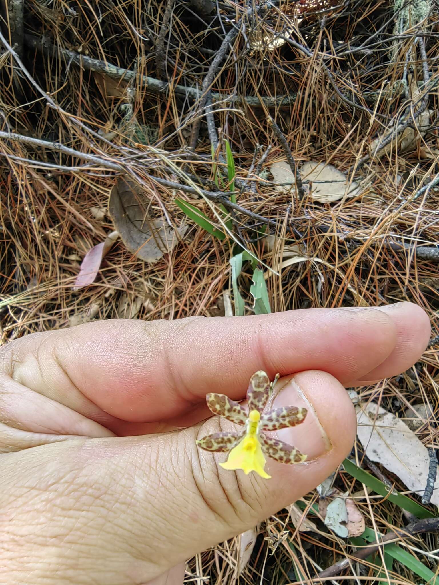 Image of Oncidium graminifolium (Lindl.) Lindl.