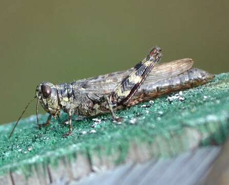 Image of Pine Tree Spur-throat Grasshopper