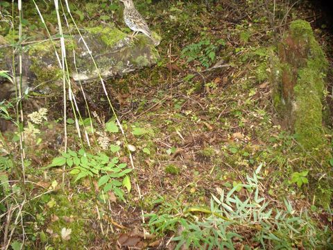 Image of Scaly Thrush