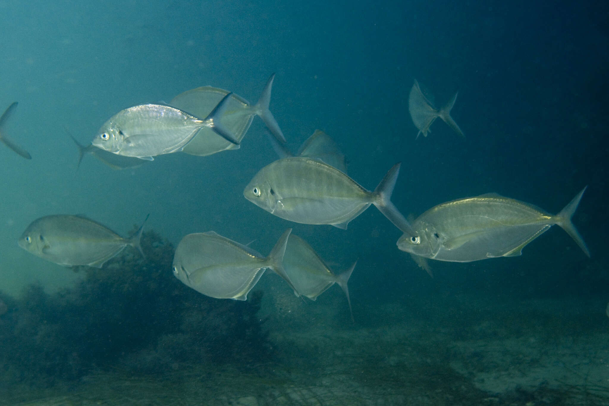 Image of Sand trevally