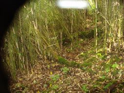 Image of Siberian Weasel