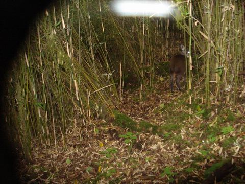 Image of Chinese Forest Musk Deer