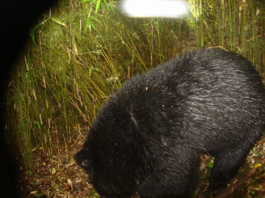 Image of Asiatic black bear