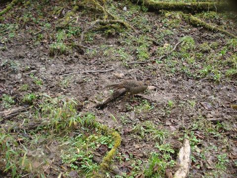 Imagem de Chrysolophus pictus (Linnaeus 1758)