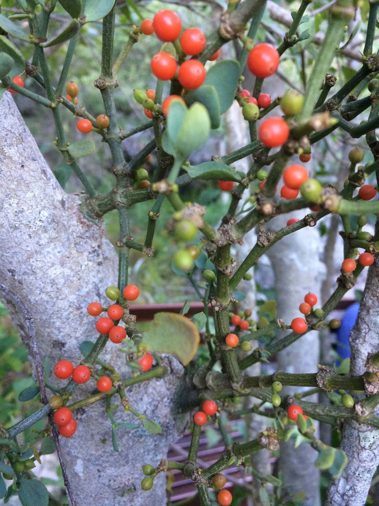 Image of Viscum pauciflorum L. fil.