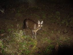 Image of Chinese Forest Musk Deer