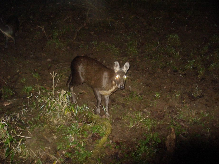 Image of Chinese Forest Musk Deer