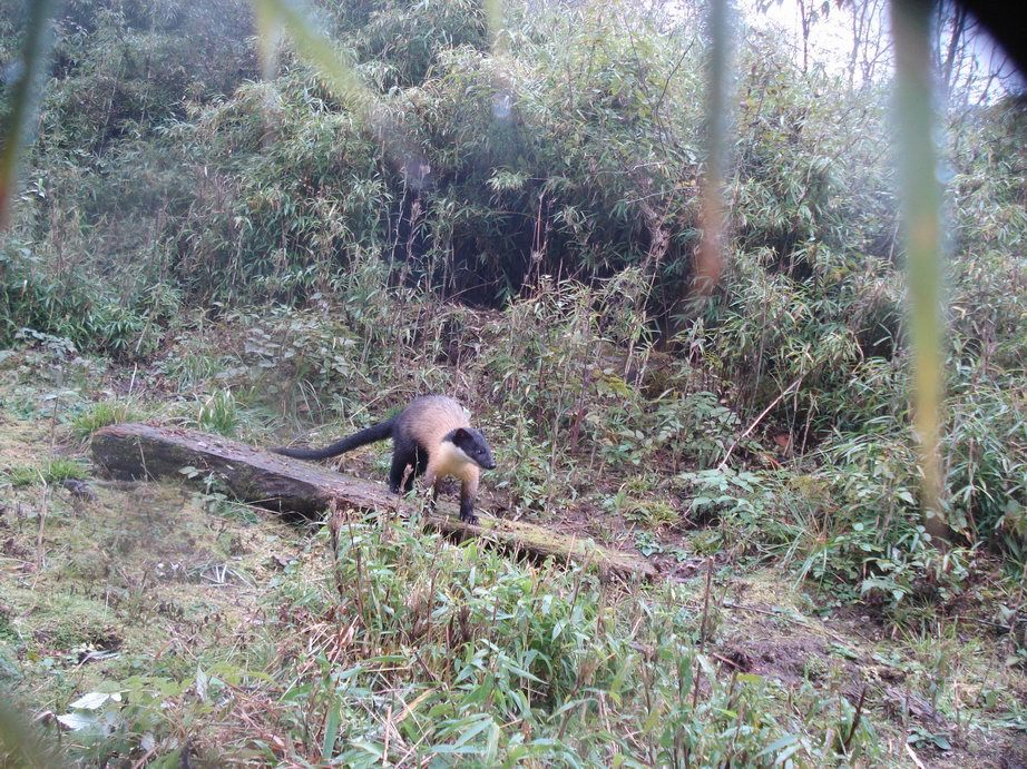 Image of Yellow-throated Marten