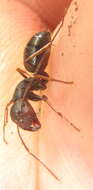 Image of Camponotus tauricollis Forel 1894