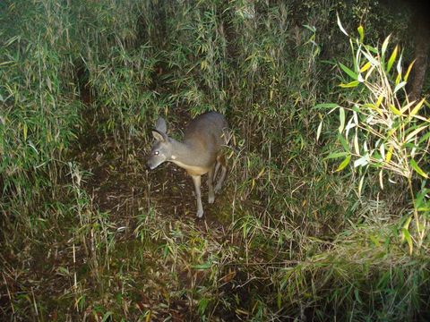 Image of Chinese Forest Musk Deer