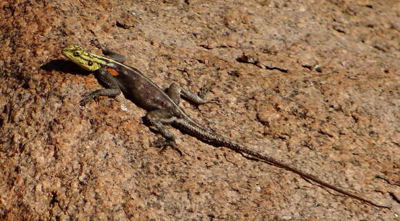 Image of Namib Rock Agama