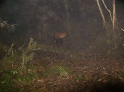 Image of Lesser Panda