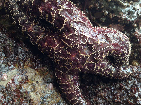 Image of ochre sea star