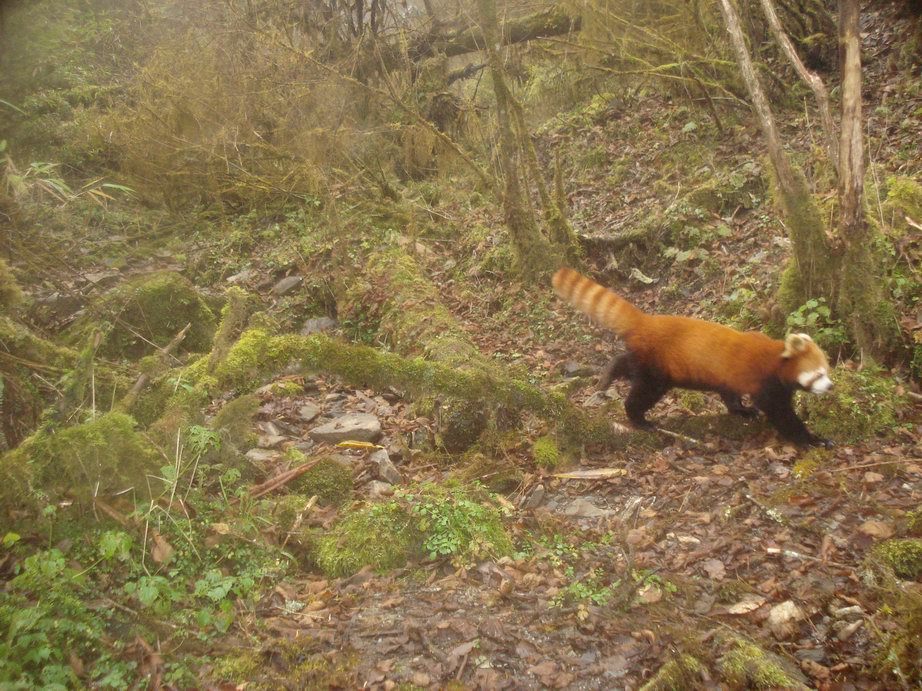 Image of Lesser Panda