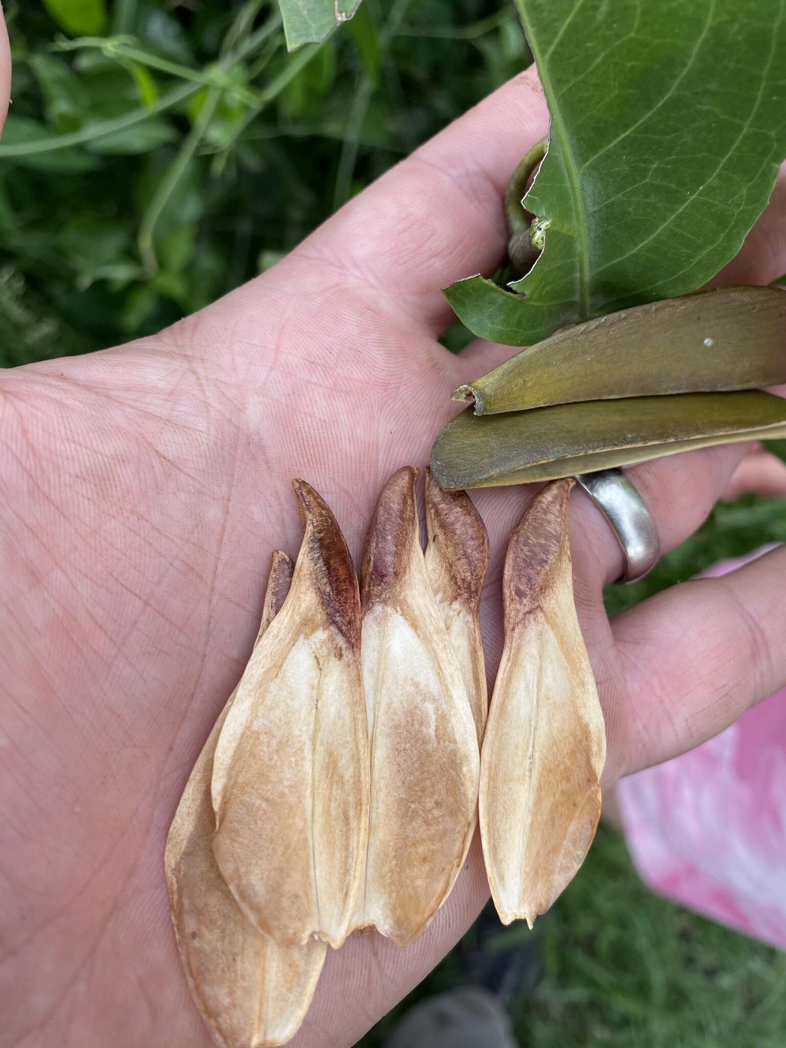 Image of Pristimera paniculata (Vahl) N. Hallé