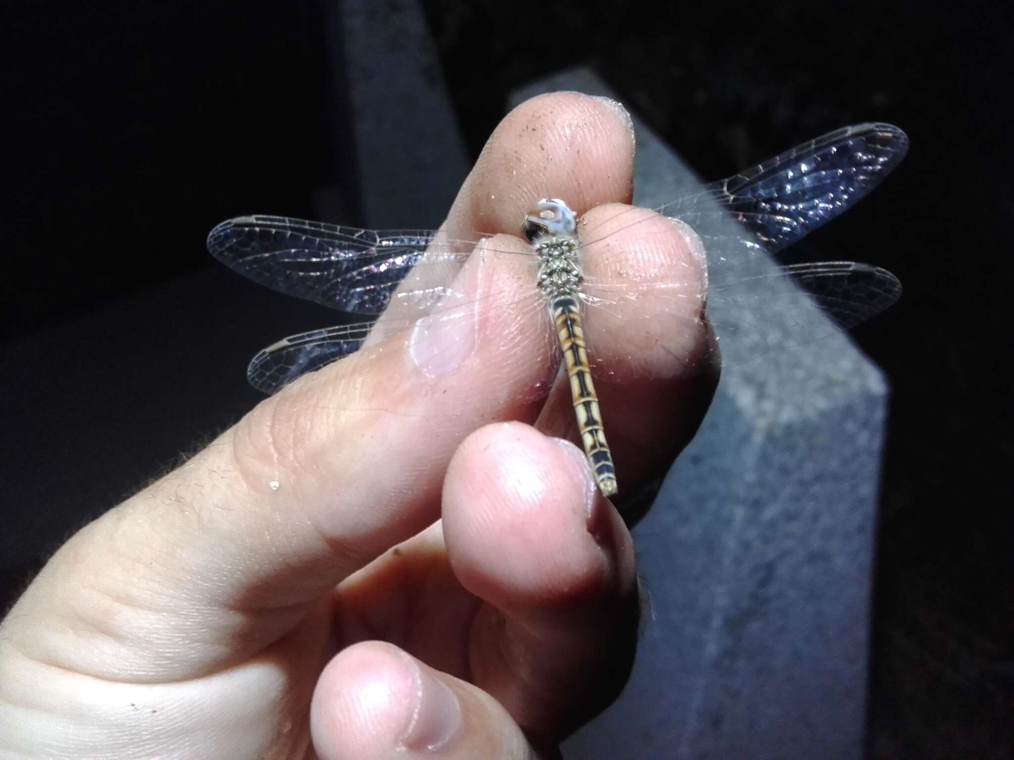 Imagem de Selysiothemis Ris 1897