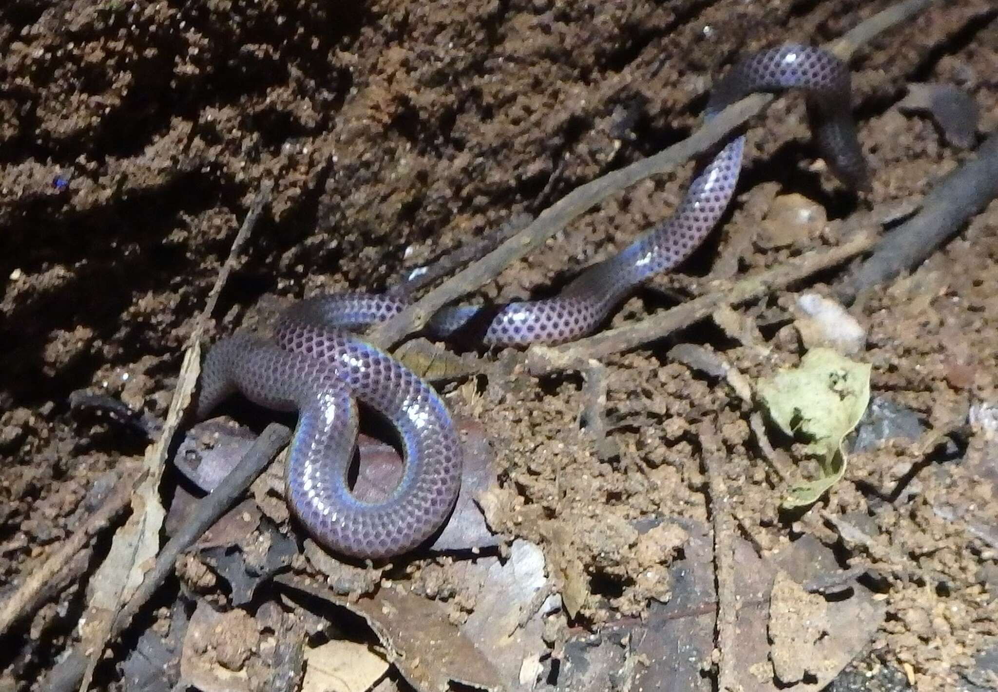 Image of Schneider's Earth Snake