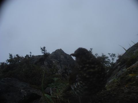 Image of Plain-backed Thrush