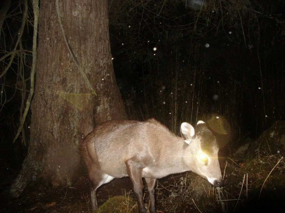 Image of Tufted Deer