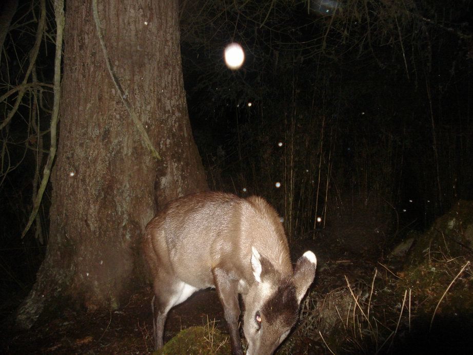 Image of Tufted Deer