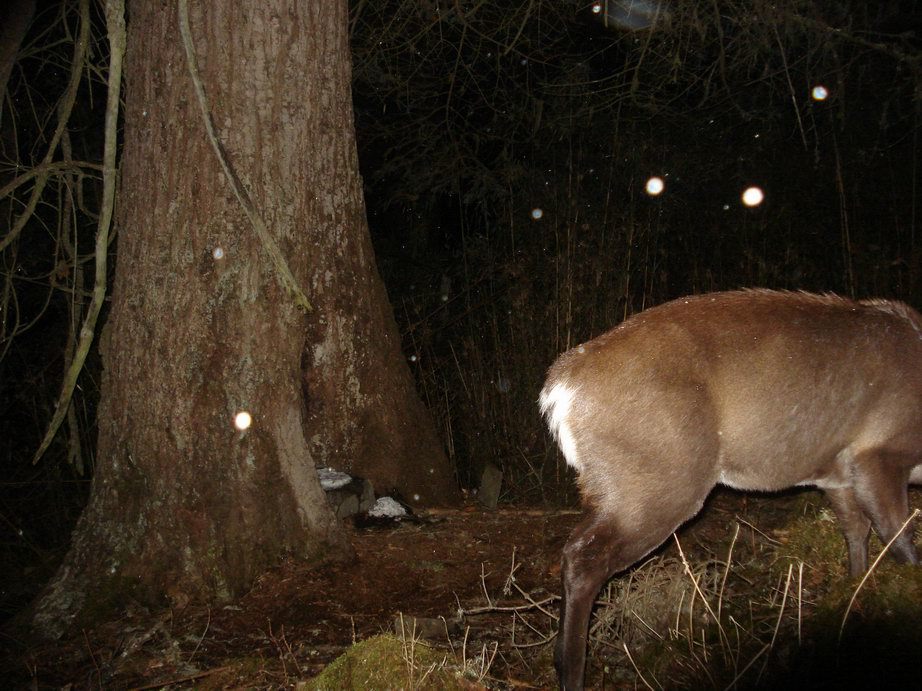 Image of Tufted Deer