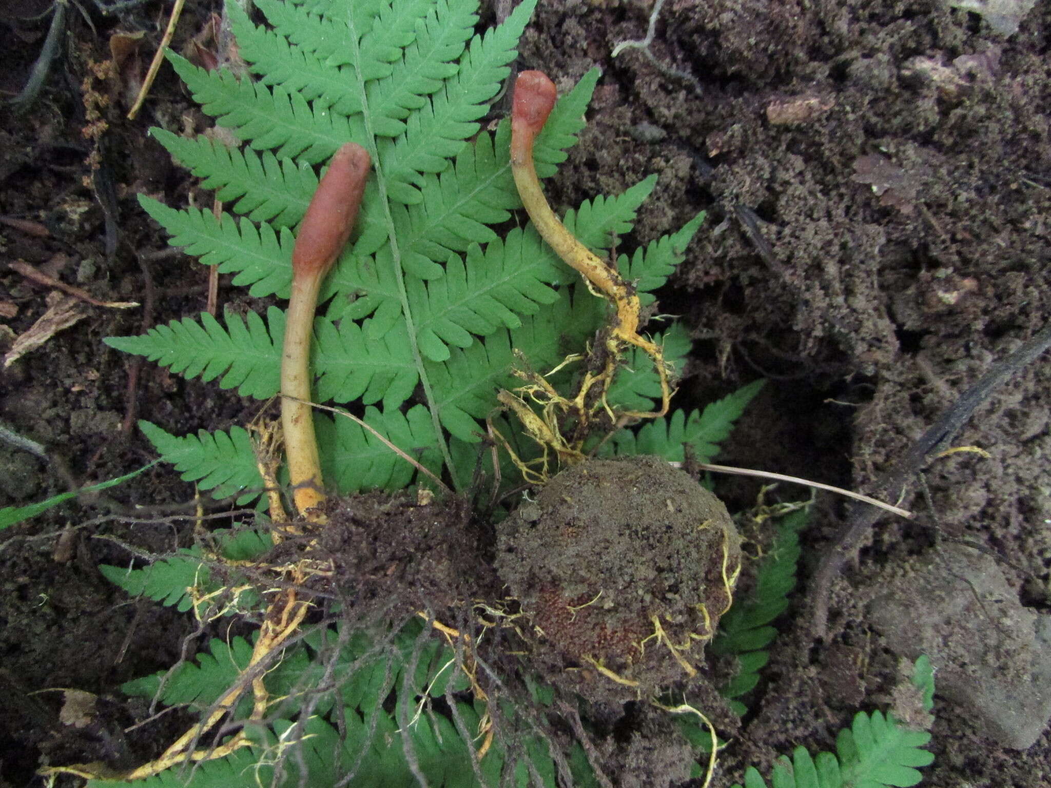 Image of Elaphomyces americanus Castellano 2017