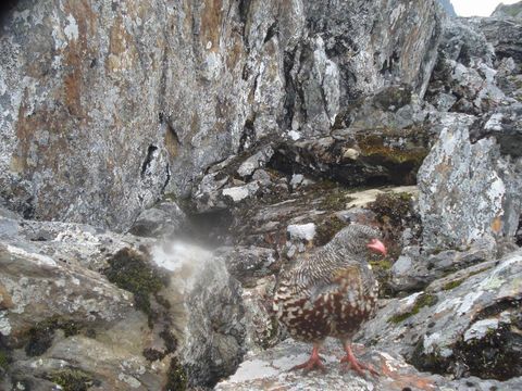 Image of Snow Partridge