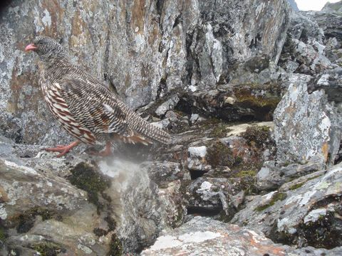 Image of Snow Partridge