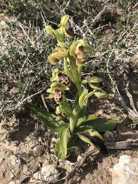 Image of Ophrys umbilicata subsp. flavomarginata (Renz) Faurh.