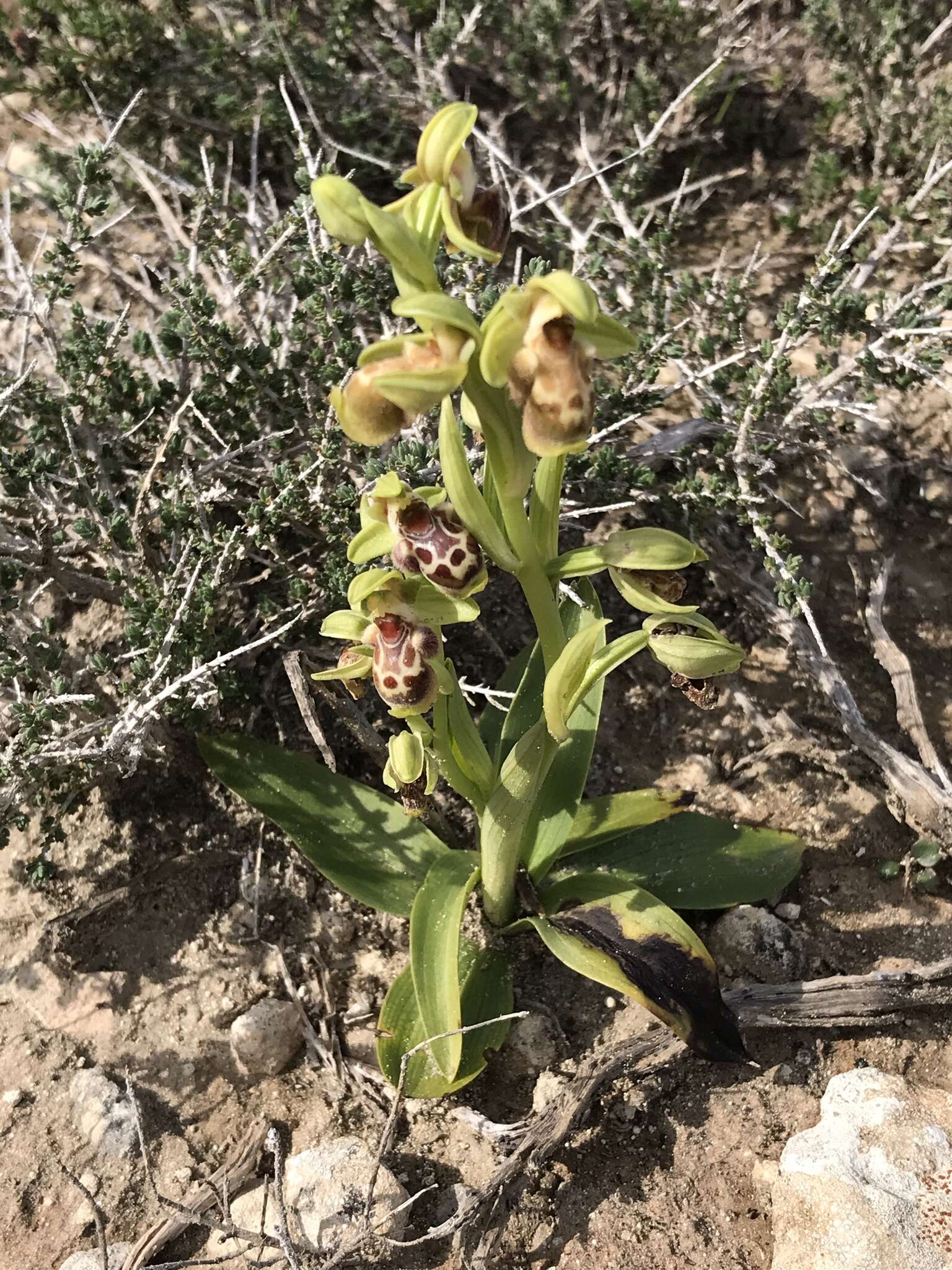 Image of Ophrys umbilicata subsp. flavomarginata (Renz) Faurh.