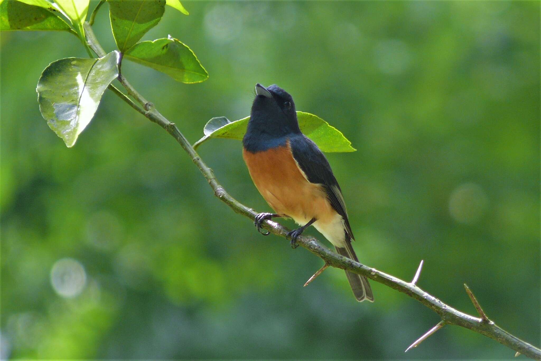 Image of Vanikoro Flycatcher