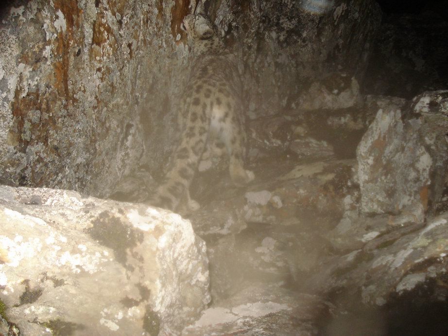 Image of Snow Leopard