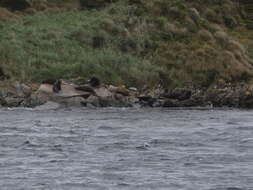 Image of South American Fur Seal