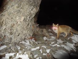 Image of fox, red fox