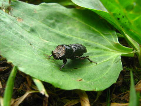 Image of Sinodendron