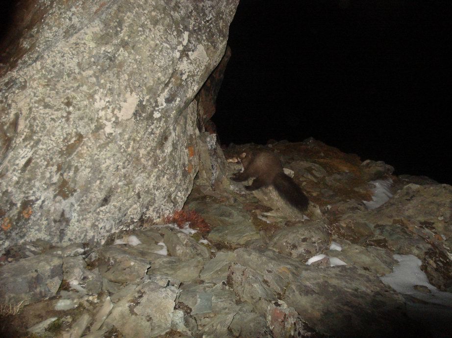 Image of Beech Marten